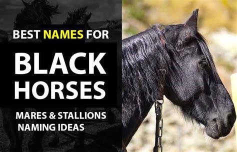 Top Names for Black Horses (Including Black & White) - Petnamee