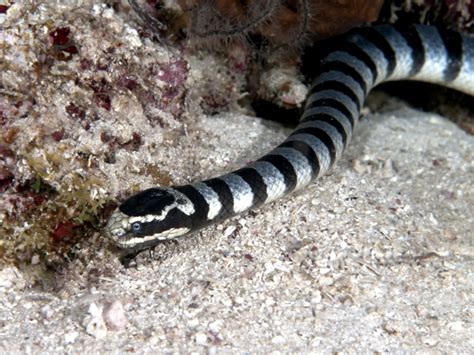 Belcher’s Sea Snake – "OCEAN TREASURES" Memorial Library