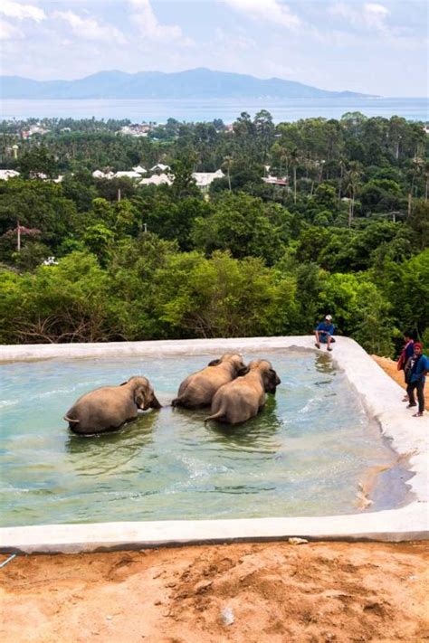 Samui Elephant Haven - Visiting a true elephant sanctuary in Koh Samui.