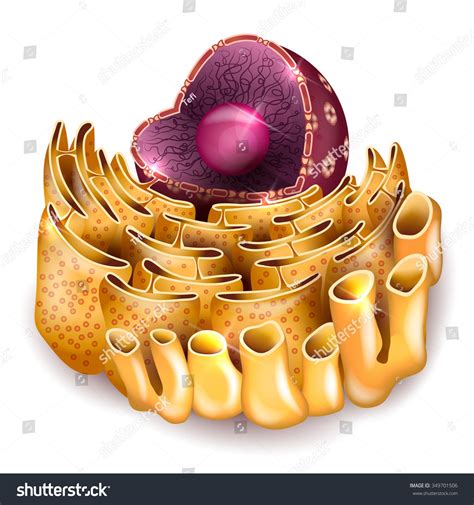 Cell Nucleus Endoplasmic Reticulum Detailed Anatomy Stock Vector (Royalty Free) 349701506 ...