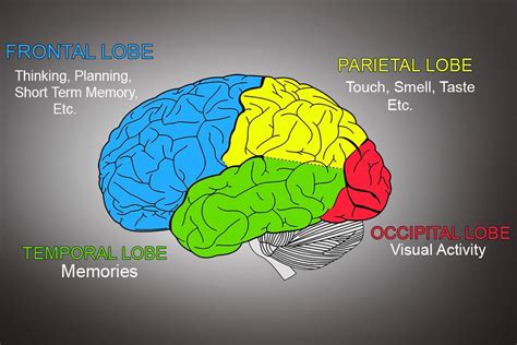 Cerebrum: Definition, Anatomy And Function