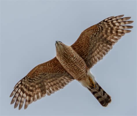 Hawk flying straight overhead [OC] (2296x1950) : r/wildlifephotography