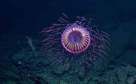 How Scientists Use Bioluminescent Deep-Sea Creatures to Fight — Oceans Deeply