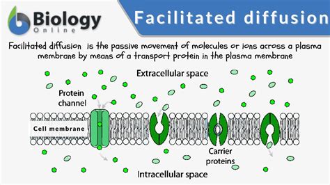 Facilitated Diffusion Diagram