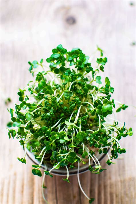 How To Grow Broccoli Sprouts: The Complete Guide | Harper's Nurseries