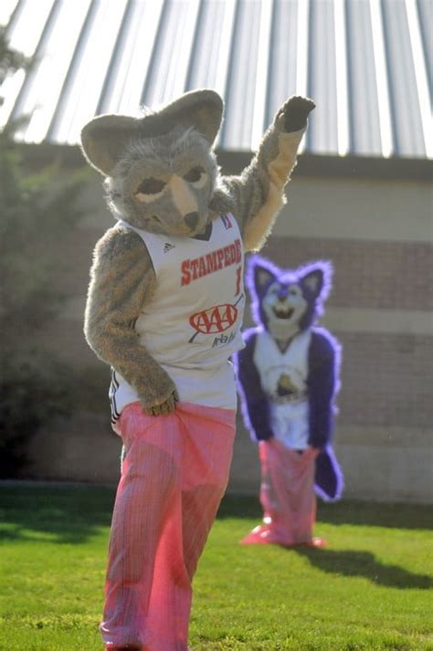 New Mascot at the College of Idaho | Photo Gallery | idahopress.com