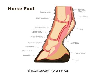 Horse Foot Leg Anatomy Infographic Chart Stock Vector (Royalty Free) 1425364721