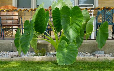 Colocasia "Elephant Ear" Plant Care & Varieties | Plantly