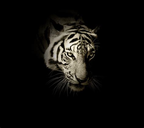 White Tiger 4K Wallpapers - Top Free White Tiger 4K Backgrounds - WallpaperAccess