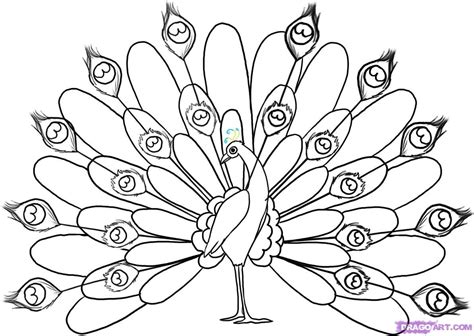 how ti draw a peacock | Peacock coloring pages, Peacock drawing, Bird coloring pages