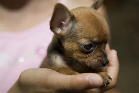 The Truth About The Teacup Chihuahua - Animalso