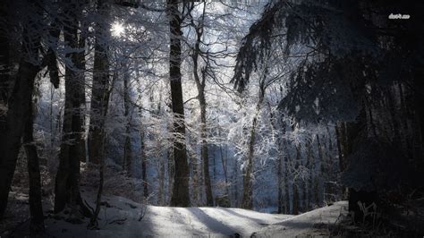 10 Top Snowy Dark Forest Wallpaper FULL HD 1920×1080 For PC Background 2021