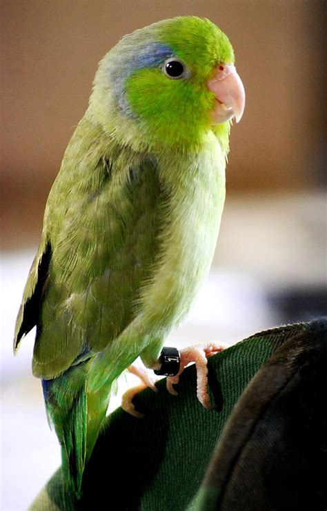 The Most Popular Small Bird Species