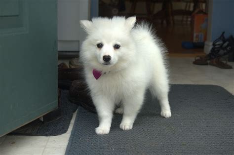 Miniature American Eskimo Pomeranian Mix For Sale - Pets Lovers