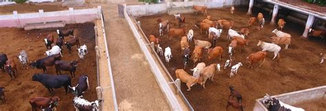 Livestock Farming | Jangisar Holdings