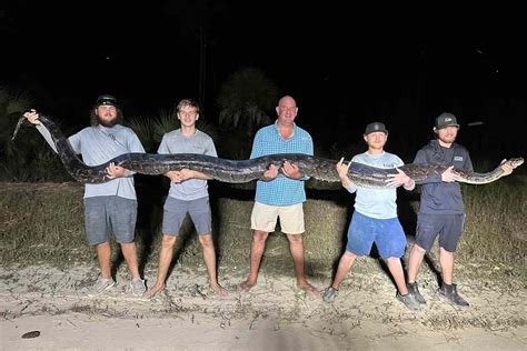 Burmese 'Monster' Python Weighing 198 Lbs. Captured in Florida