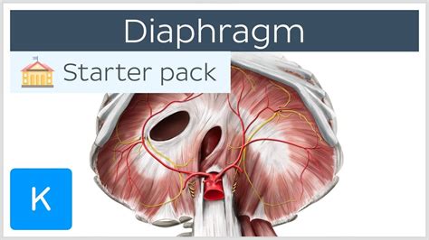 Function Of Fetal Diaphragm at Richard Thole blog