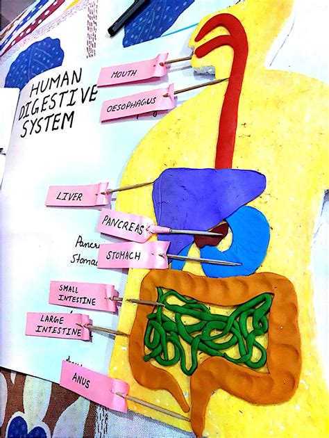 Digestive System Model Science Project