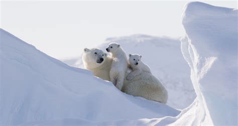 Best Time to See Polar Bears in the Arctic | Arctic Kingdom