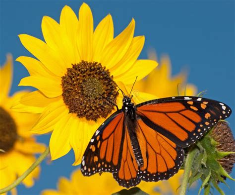 Monarch Butterfly On Sunflower Stock Photo - Image of spot, roost: 43773996