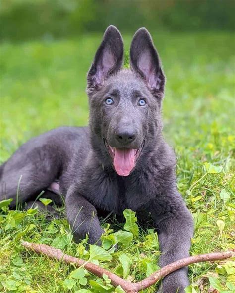 Blue German Shepherd: Facts, Genetics, Health, Pictures & FAQs