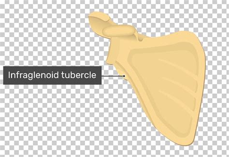 Infraglenoid Tubercle Scapula Glenoid Cavity Anatomy PNG, Clipart, Anatomy, Angle, Anterior ...