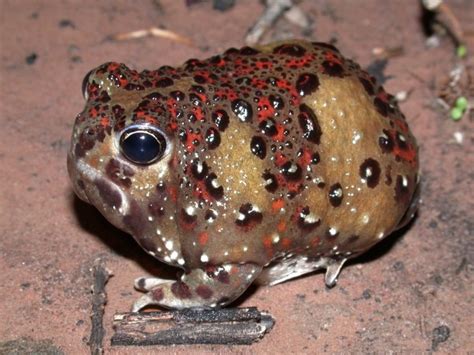 Meet Australia's desert-dwelling frogs - Australian Geographic