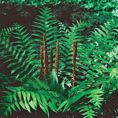 Cinnamon Fern | K. van Bourgondien