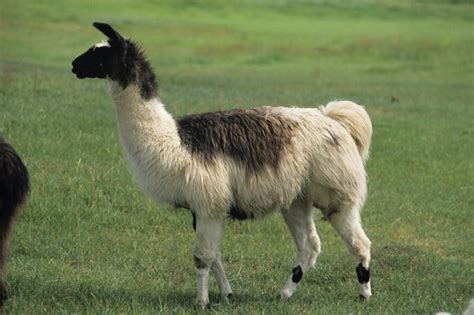 What Is the Habitat of a Llama? | Animals - mom.me