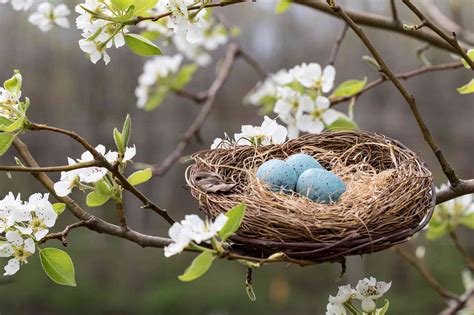 Types Of Bird Nests - Photos