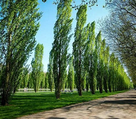 Poplar Tree Identification