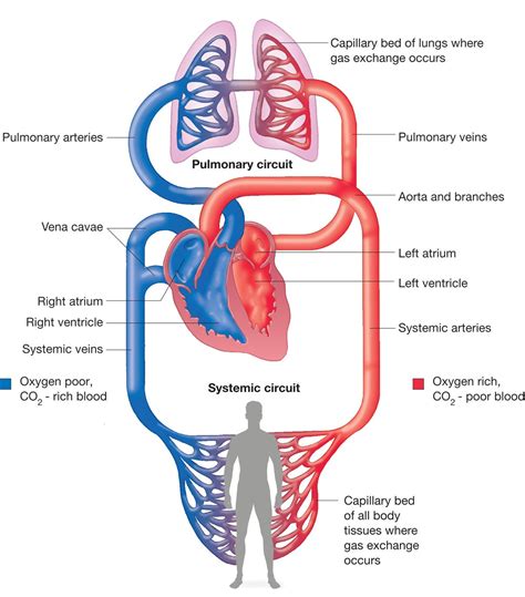 Circulation System Overview Structure