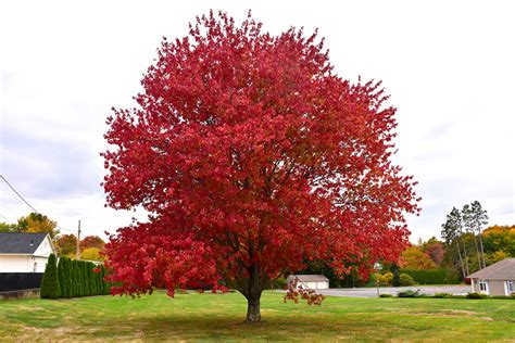 Red Maple (Acer rubrum) in Long Island Westbury Nassau County Jericho Mineola New York NY at ...