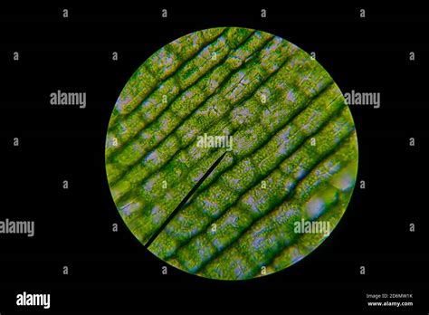 Cell microscope chloroplast hi-res stock photography and images - Alamy