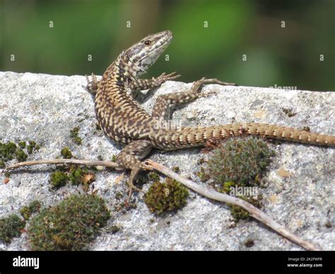 reptile lizard animal camouflage motionless predatory observation Stock Photo - Alamy