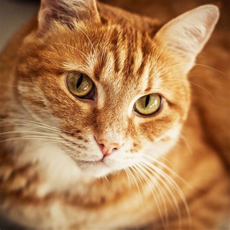 orange striped cats - - Image Search Results | Orange tabby cats, Tabby cat names, Tabby cat