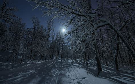 Night Snowy Forest