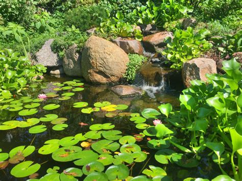 Submerged Freshwater Aquatic Plants Identification