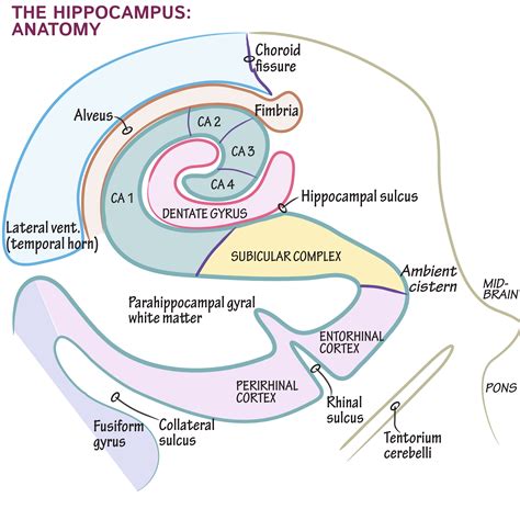 Neuroanatomy Glossary: Hippocampus | ditki medical & biological sciences