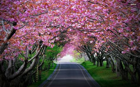 Cherry Blossom Tree Wallpaper - WallpaperSafari