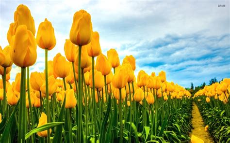 🔥 [40+] Field of Tulips Wallpapers | WallpaperSafari