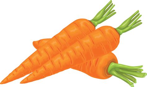 Carrot. Image of a ripe carrot. Vitamin vegetable. Organic food. Orange carrots. Vector ...