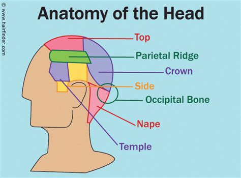 Anatomy of the head and the references used for the areas of the head in haircuts and haircutting