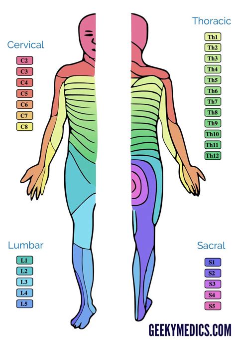 S2 Dermatome Map | Dermatome Map