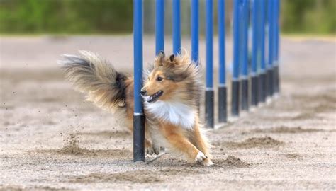 30 Best Agility Dogs That Are Easiest to Train for Agility Competitions