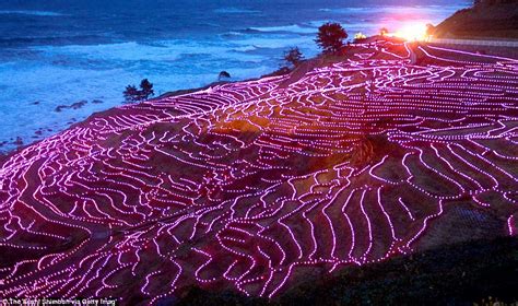 Japanese rice paddies twinkle in the darkness after 20,000 pink LEDs are spread across terraced ...