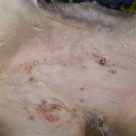 Dog Rash on Belly: Causes and Symptoms To Know - Fidose of Reality