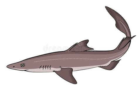 Spiny Dogfish (Spurdog). Squalus Stock Vector - Illustration of creature, aqua: 260675808