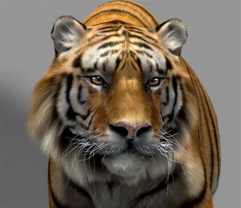 Tiger 3D model animated rigged | CGTrader