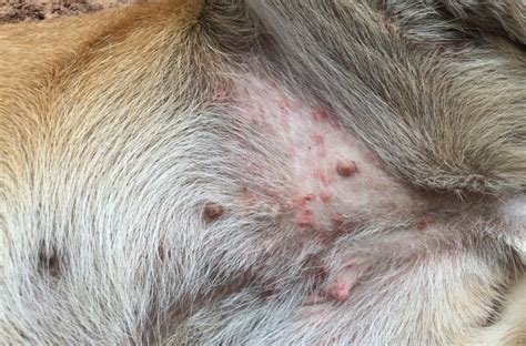 What’s causing your dog’s belly rash? | Animal Wellness Magazine